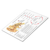 耳気に感染ハンドアウト用カイロプラクティック ノートパッド (アングル)