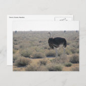 耳石器 ポストカード (正面/裏面)