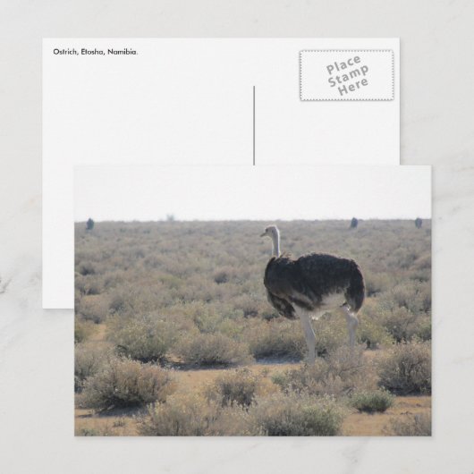 耳石器 ポストカード (正面/裏面)