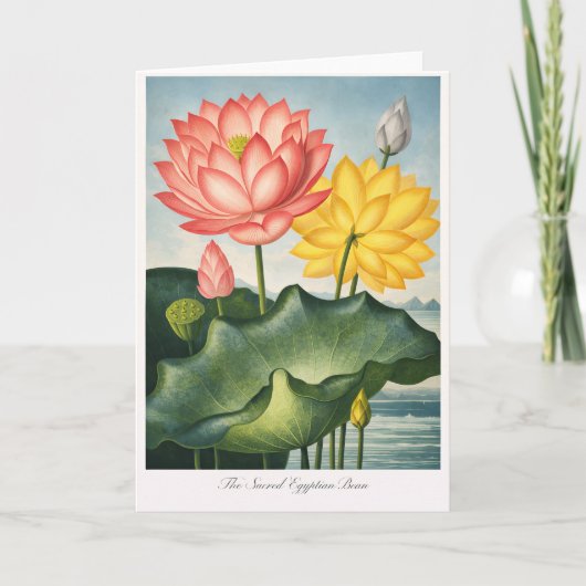 聖なるエジプトの豆 — 近代植物画 カード (正面)