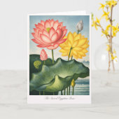 聖なるエジプトの豆 — 近代植物画 カード (黄色い花)