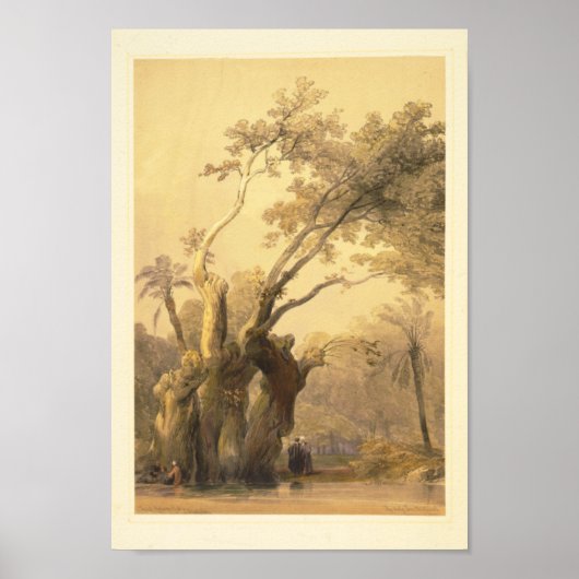 聖なる木メテレア ポスター (正面)