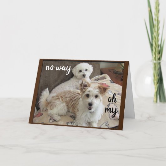 聖なる牛は子犬に「60歳になる」と言う カード (正面)