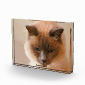 聖なる猫 フォトブロック (右)