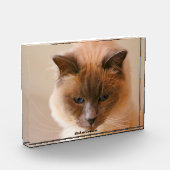 聖なる猫 フォトブロック (左)