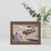 聖キャサリンのラクダ ポストカード (スタンド正面)