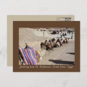 聖キャサリンのラクダ ポストカード (正面/裏面)