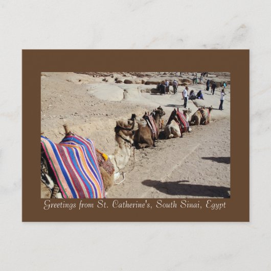 聖キャサリンのラクダ ポストカード (正面)