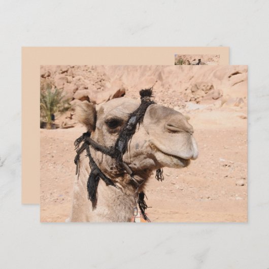 聖キャサリンの砂漠のラクダ ポストカード (正面/裏面)