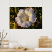 聖ダトラ花砂漠の野花 ポスター (キッチン)