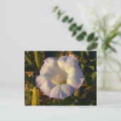 聖ダトラ花砂漠の野花 ポストカード (スタンド正面)