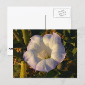 聖ダトラ花砂漠の野花 ポストカード (正面/裏面)