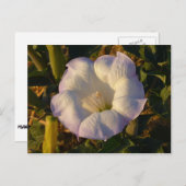 聖ダトラ花砂漠の野花 ポストカード (正面/裏面)