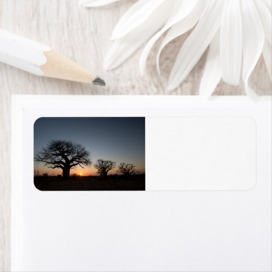 聖バオバブ ラベル (インサイチュ)