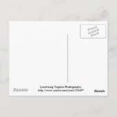 聖フランシスとオールドリンチブルク墓地 ポストカード (裏面)