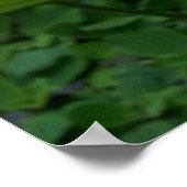 聖ロータスフラワーネランボヌシフェラ ポスター (角)