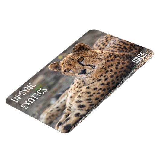 聖人- マグネット (左側)