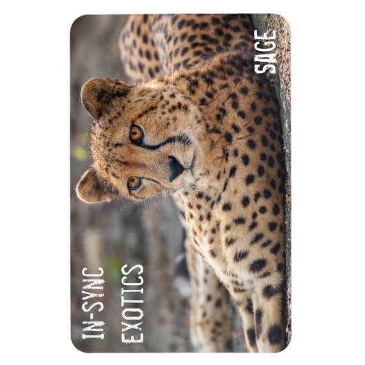 聖人- マグネット (縦)