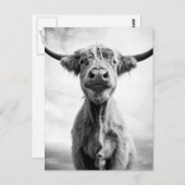 聖牛メゾントスタイル美術写真 ポストカード (正面/裏面)