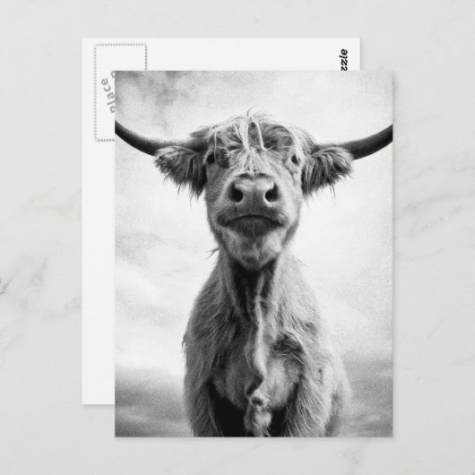 聖牛メゾントスタイル美術写真 ポストカード (正面/裏面)