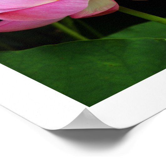 聖蓮華：日本 ポスター (角)