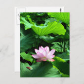 聖蓮華：日本 ポストカード (正面/裏面)