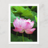 聖蓮(せいれん):日本 ポストカード (正面)