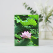 聖蓮（せいれん）：日本 ポストカード (スタンド正面)