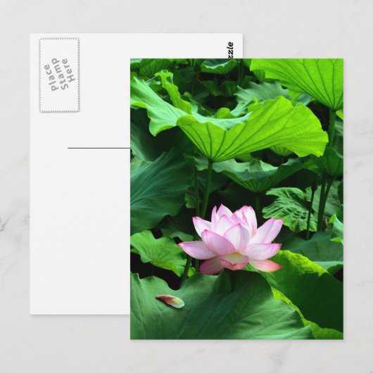 聖蓮（せいれん）：日本 ポストカード (正面/裏面)