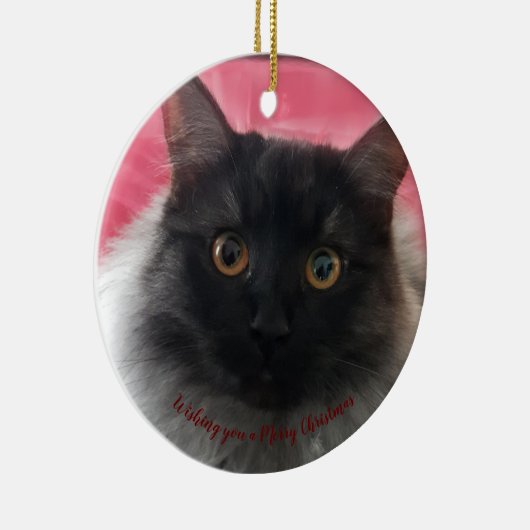 聖降誕祭お目出とう、黒い銀のラグドール セラミックオーナメント (右)