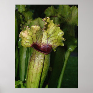 肉食だ！ ポスター