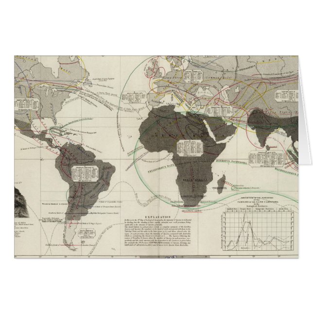 肉食動物 (正面横)