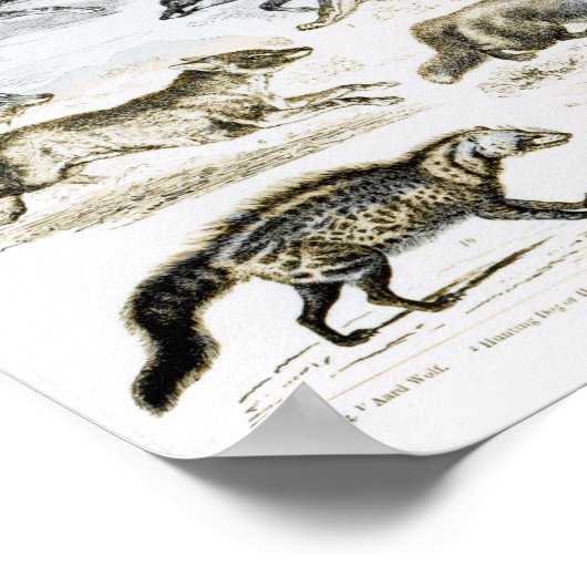 肉食動物 ポスター (角)