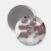 肉食性の肉の肉には茶用の肋骨がある。 マグネット (正面/裏面)