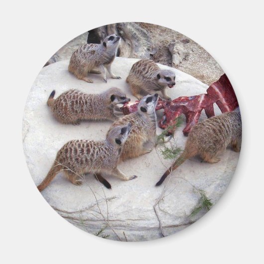 肉食性の肉の肉には茶用の肋骨がある。 マグネット (正面)