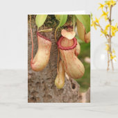 肉食植物のカード カード (黄色い花)