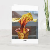 肉食植物誕生日カード カード (裏面)