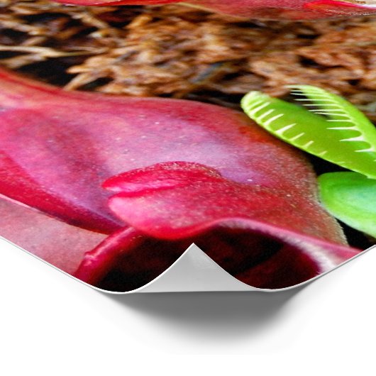 肉食植物 ポスター (角)