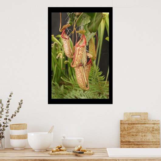 肉食植物 ポスター (キッチン)
