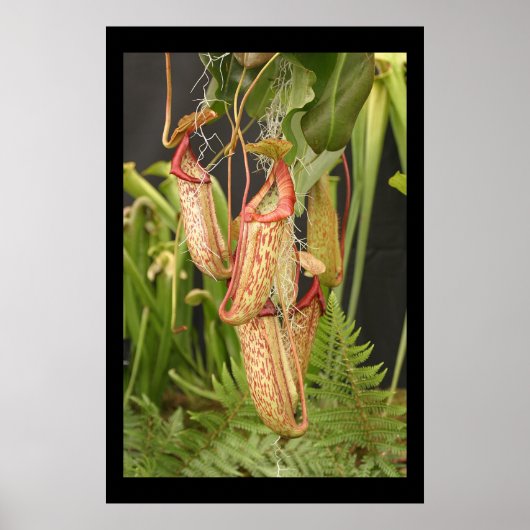 肉食植物 ポスター (正面)
