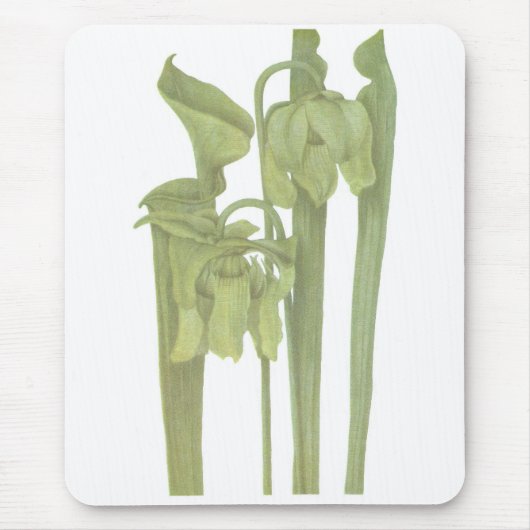 肉食植物 – Sarracenia flava マウスパッド (正面)