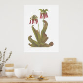 肉食植物 – Sarracenia psittacina ポスター (キッチン)