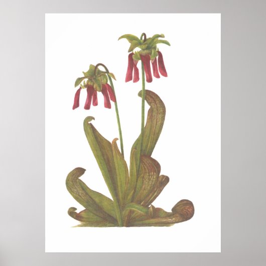肉食植物 – Sarracenia psittacina ポスター (正面)
