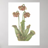 肉食植物 – Sarracenia purpurea ポスター (正面)