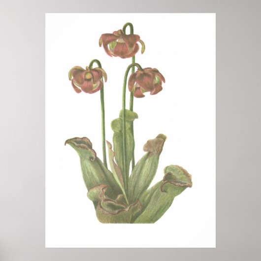 肉食植物 – Sarracenia purpurea ポスター (正面)