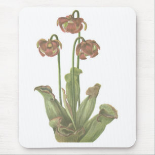 肉食植物- Sarracenia purpurea マウスパッド