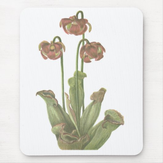 肉食植物- Sarracenia purpurea マウスパッド (正面)