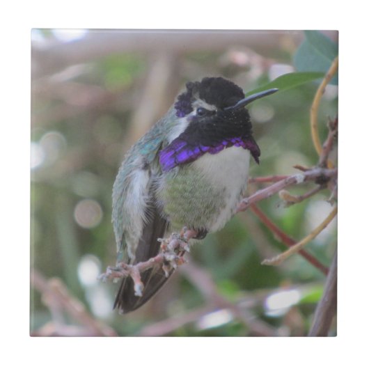 肋骨のハチドリのタイル タイル (正面)