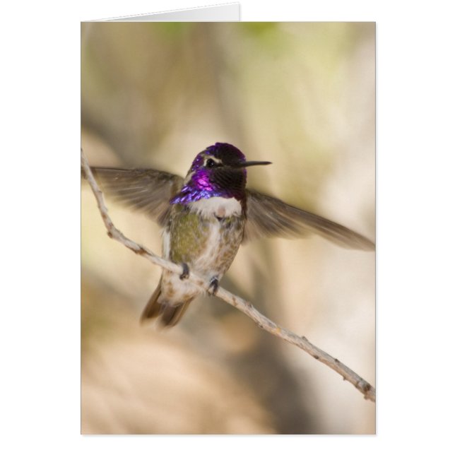 肋骨のハチドリ (正面)