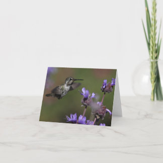 肋骨のハチドリ-ジョーSweeney -カード カード